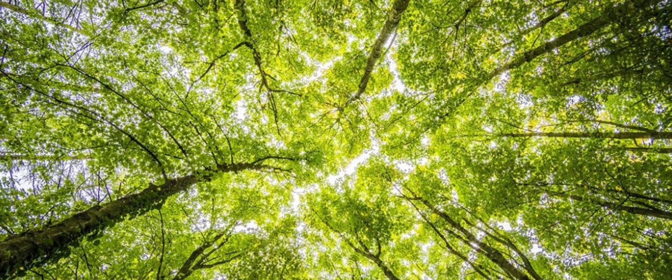 Tokio Marine Kiln partners with Kita to provide political risk cover for developers of carbon credit projects